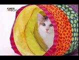 CATS 101 - Turkish Van [ITA]