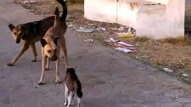 Young Cat vs Pack of Dogs - Funny - Кот против Своры Собак ! - Прикол !