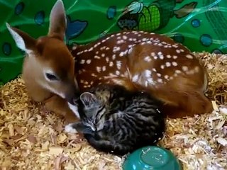 Fawn (baby deer)  takes car of Kitten - Олененок ухаживает за котенком ))