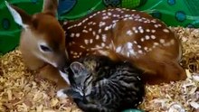 Fawn (baby deer)  takes car of Kitten - Олененок ухаживает за котенком ))