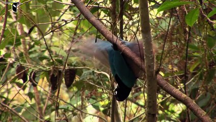 Birds-of-Paradise Project Introduction
