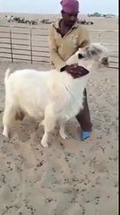 wold bakra doodh dene wala