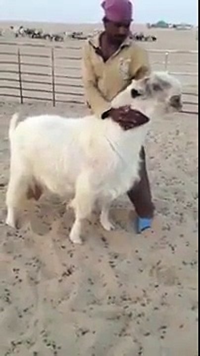 wold bakra doodh dene wala