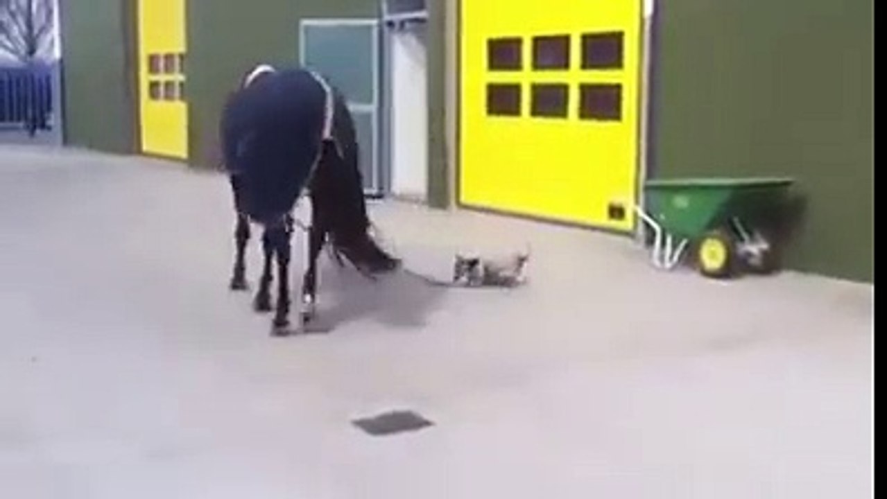 one horse and dog walk it