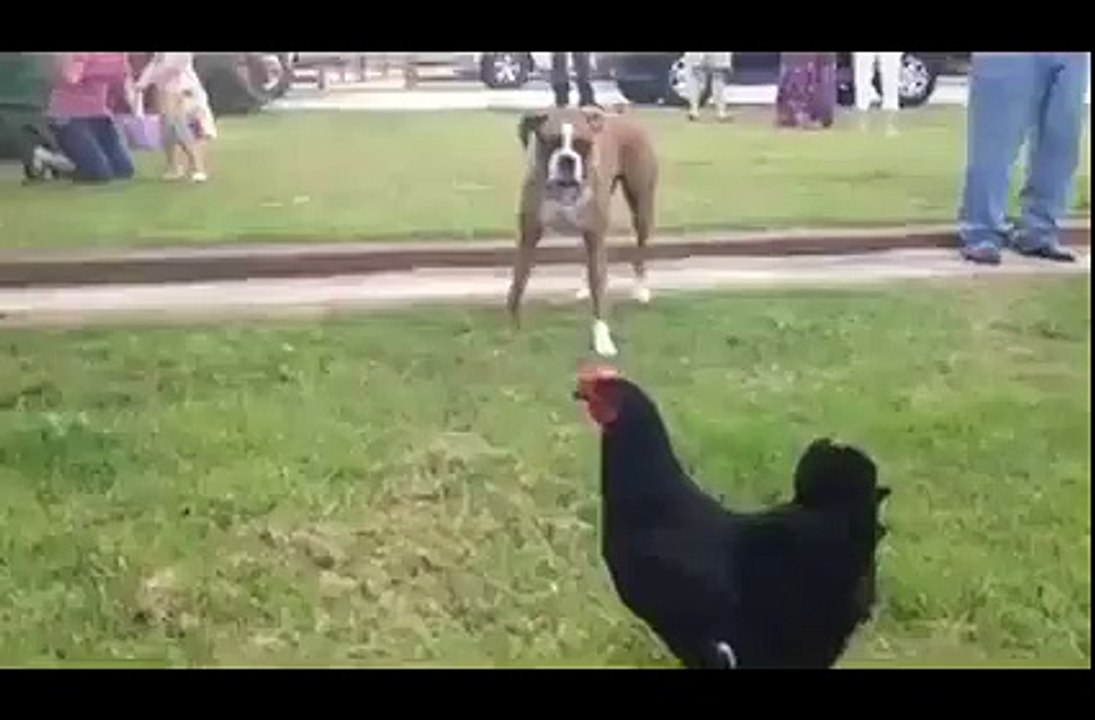 one hen away a dog