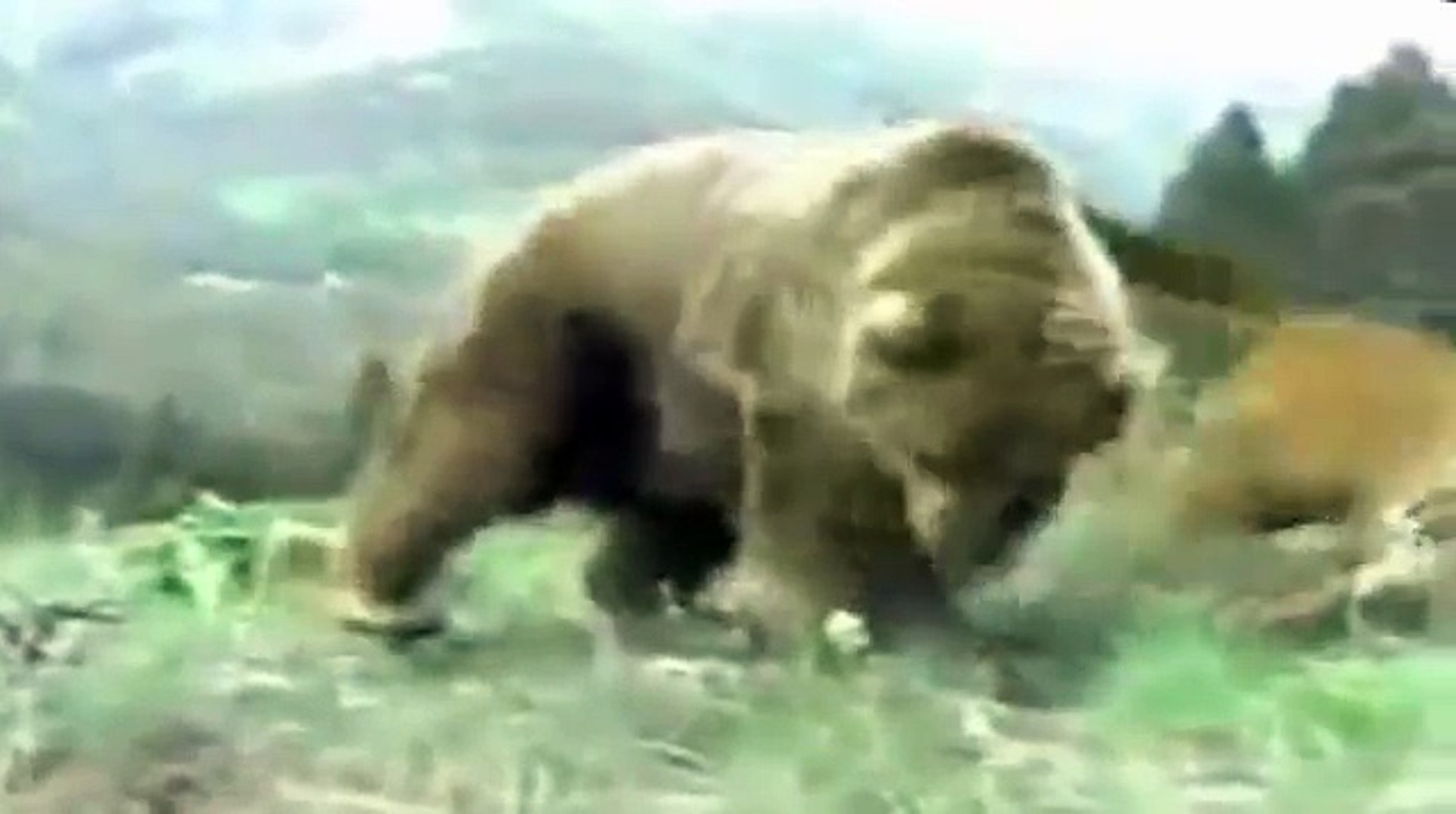 grizzly bear fighting a gorilla