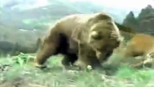 Lion Vs Bear Top Real Fights To Death Animal Fight Tv Video Dailymotion