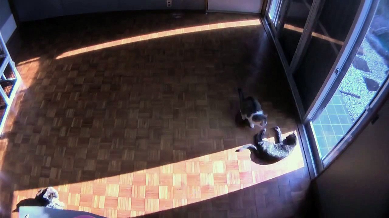 Ces chats suivent le soleil : Time Lapse trop mignon