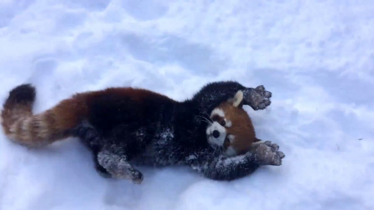 Des pandas rouge comme des fous dans la neige : adorable