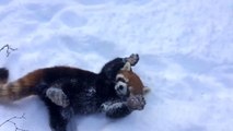 Red Pandas having fun in the snow are so cute!