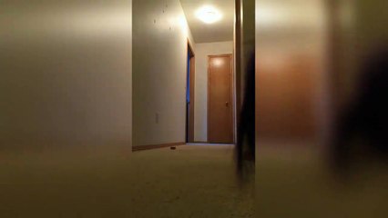 Cockatoo plays hide and seek - Какаду потерял хозяйку