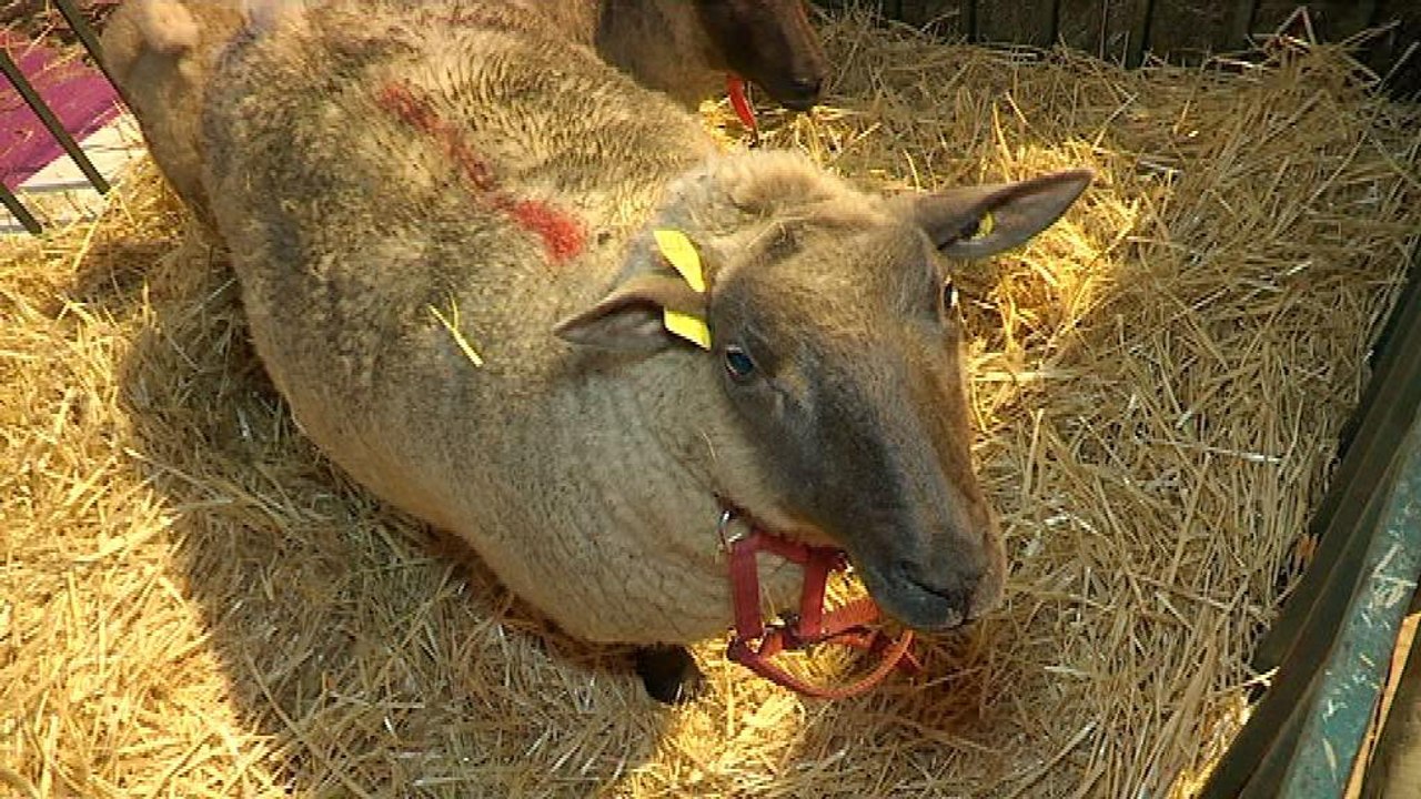 Vaches, moutons, alpagas et autruches investissent le Salon de l'Agriculture