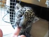 Baby Jaguar Cub Roars his First Roar!