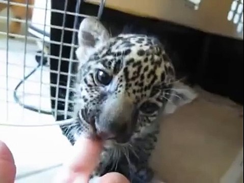 Baby Jaguar Cub Roars his First Roar!