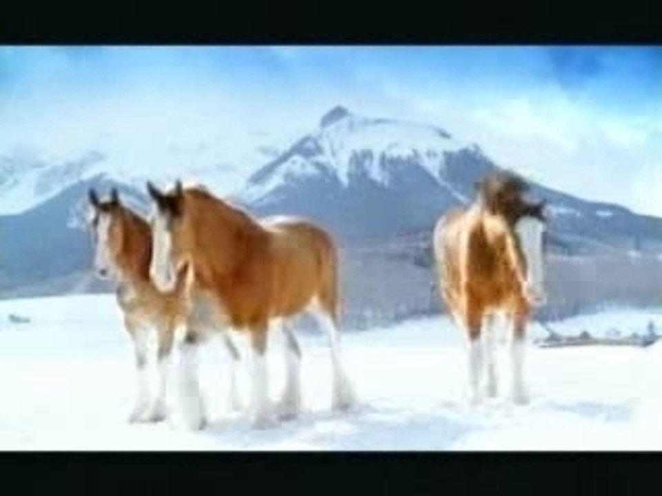 Budweiser