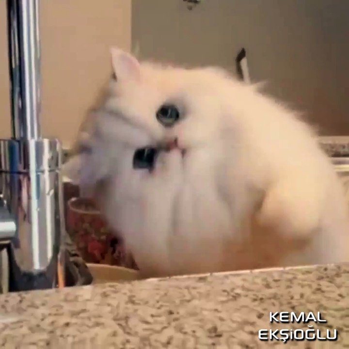 Eblek Eblek Suyla Oynayan Kedi