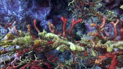 N Andaman trip in a clip 02-2015