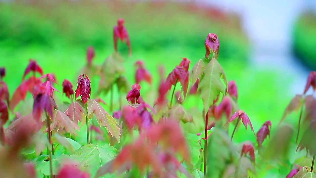 爱 飞翔 (HD 国语) (北美系列)