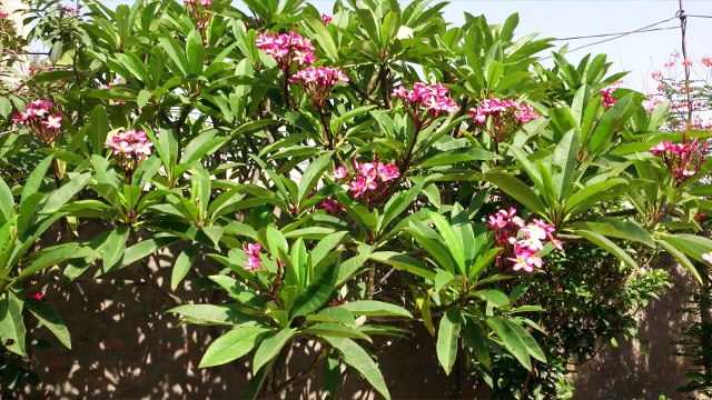 Basti Basti Bagh Lagatai Jatai Hain .. Poetess:: Kulsoom Anwar.. Singer:: Sajjad Gullani :: Video:: Rana Pervaiz