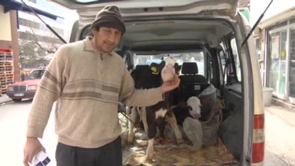 Hastalanan Buzağılarını Hafif Ticari Aracın Bagajında Taşıdı