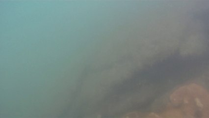 Polvo gigante, Praias, Mares, Apneia, Natureza Marinha, Ubatuba, SP, Brasil, Marcelo Ambrogi, (56)