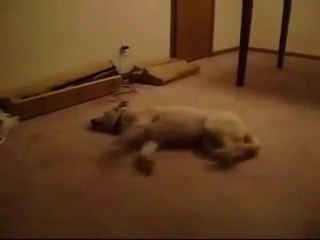 Kabus Gören Köpek Bakın Nasıl Uyandı asda :D