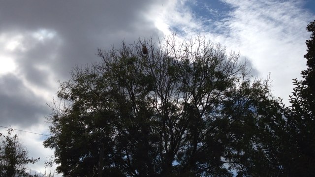 Un nid de frelons asiatiques détruit