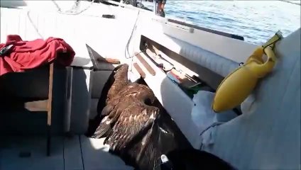 Eagle Rescue 101....The Basics....thumbs and all...
