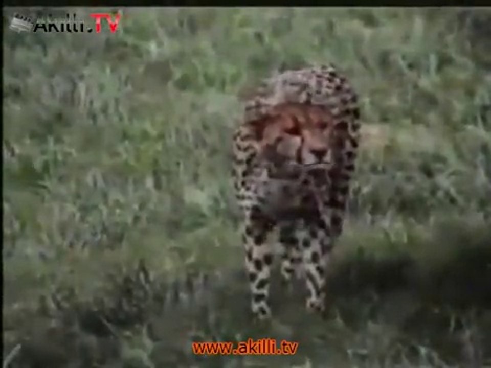 Rumeli Türkçesiyle Çita Belgeseli