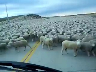 Why did 3 million sheep cross the road