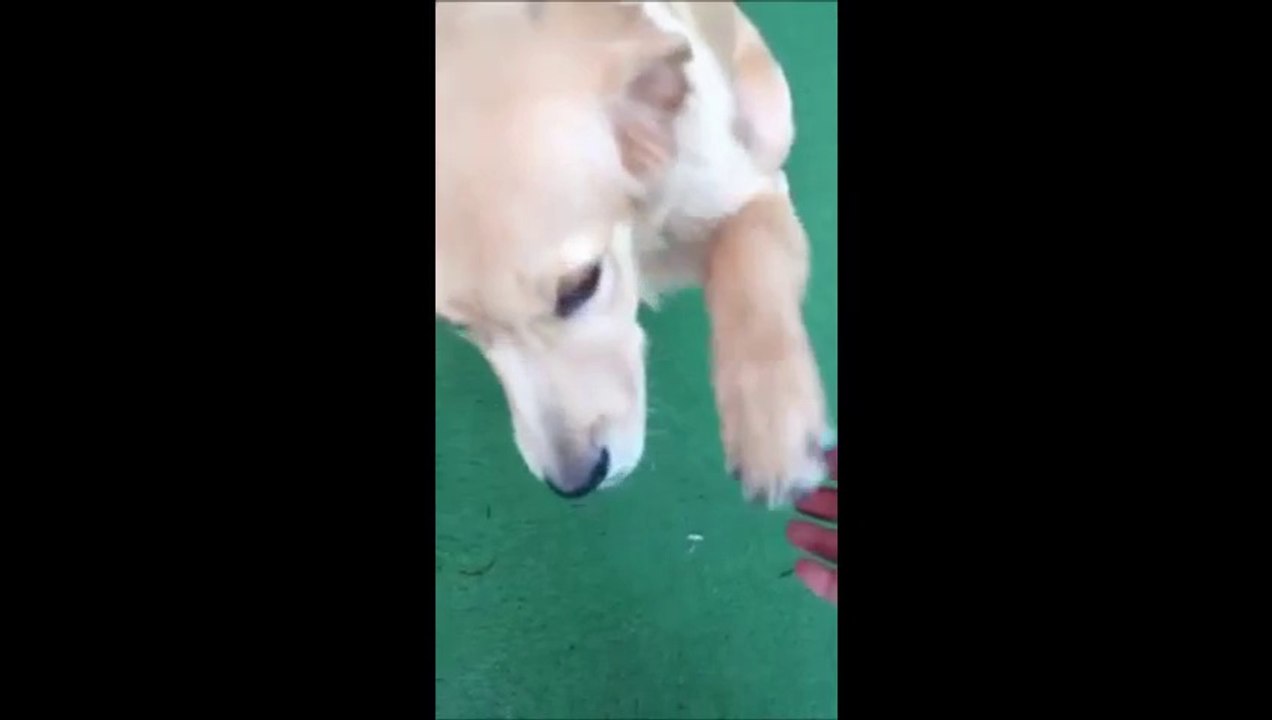 Golden Retriever Eğitim - Bekle Komutu