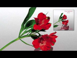 Superpitcher - Jackson 'Pop Ambient 2012' Album