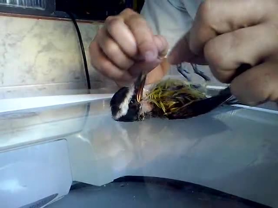 Un homme sauve un oiseau qui ne respire plus