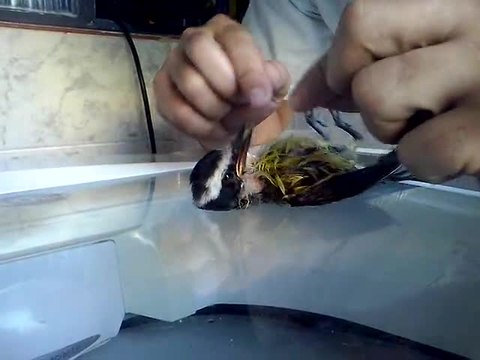 Un homme sauve un oiseau qui ne respire plus