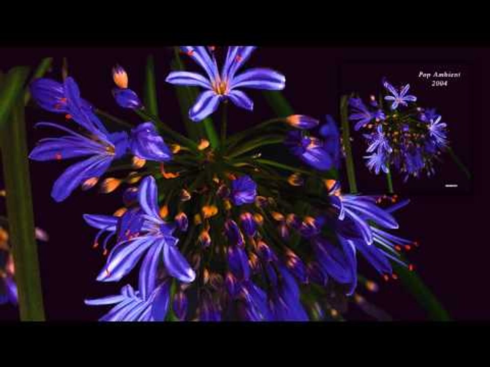 Donnacha Costello - To Thee This Night (I Will No Requiem Raise) 'Pop Ambient 2004' Album