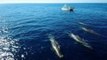 Drone Video Shows Sperm Whales Off California Coast