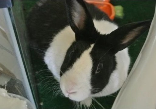 Bunny Enjoys Dining on Raisins