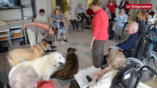 Vannes. Semaine bleue : les chiens de la SPA à la maison de retraite