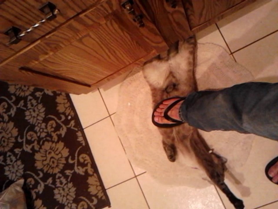 Crazy Cat Loves Getting Stepped On