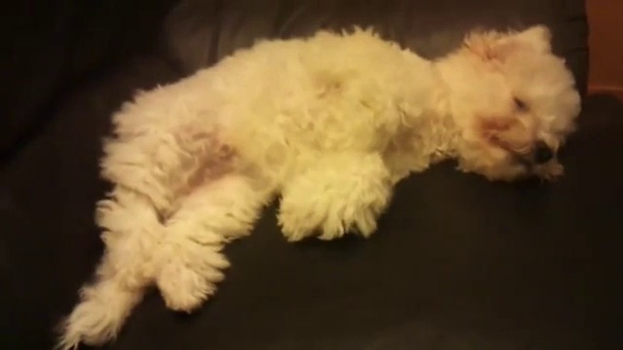 Cute Sleepy Puppy Charlie the 4 month old Bichon Frise