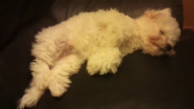 Cute Sleepy Puppy Charlie the 4 month old Bichon Frise