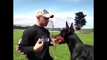 Incredibly Trained Doberman