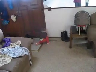 Laser Pointer Vs Cat