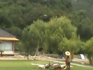 Peacocks Reaction To Birdkeeper Whistle