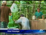 Ecuador consigue cifras récord en venta de banano