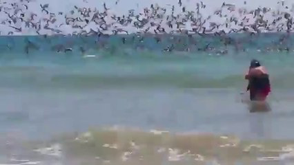 Seagulls Fishing is a Frightening Show