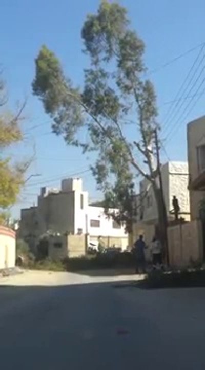 Tree Cut Gone Wrong