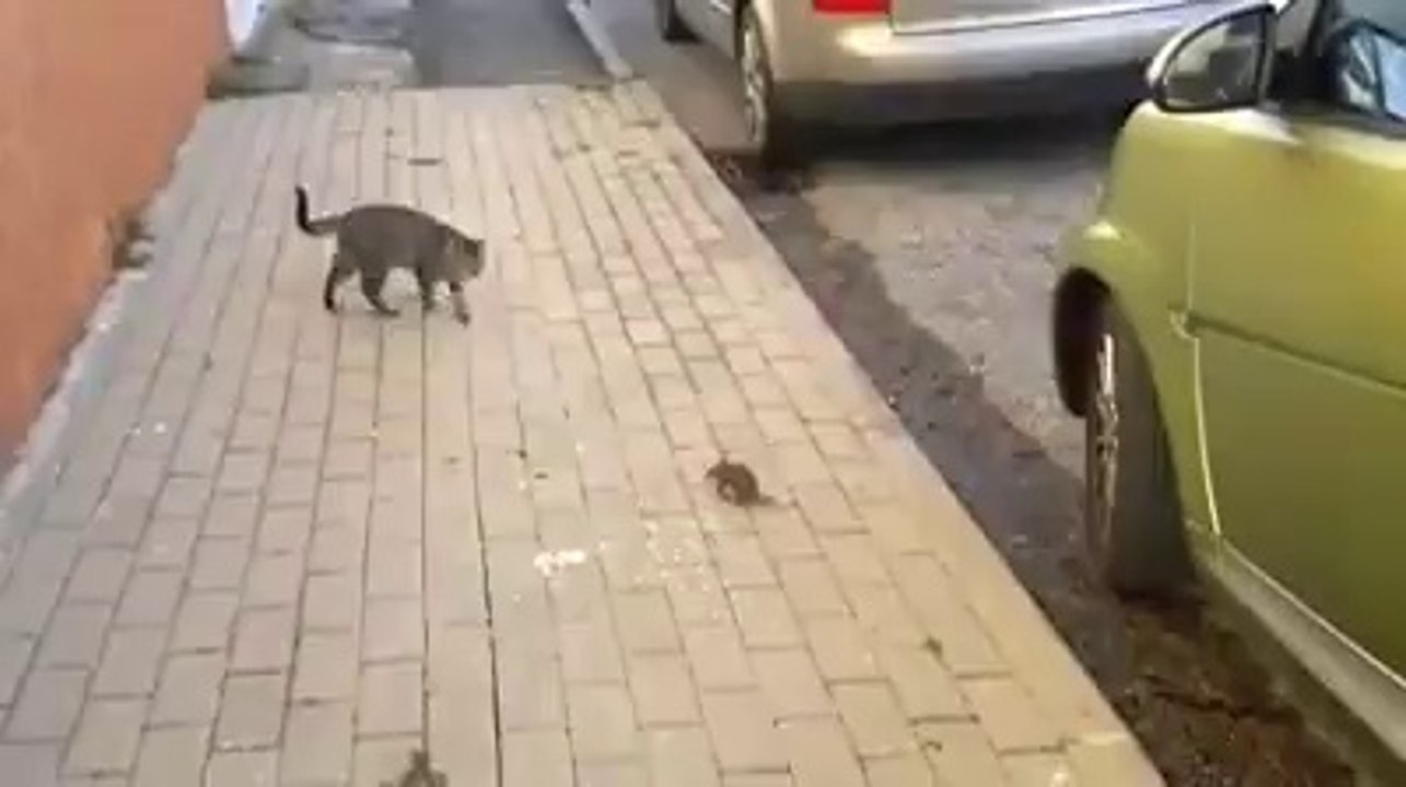Gato medroso