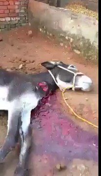 حافظ سعید نے بھی کہہ دیا کہ پاکستان پر بھارتی گولہ باری خود نواز شریف کی ملی بگت سے ہو رہی ہے