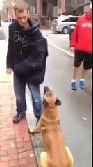 Well Trained Dog